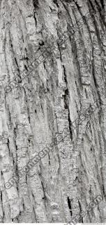 tree bark 0018